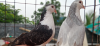 Male female shiraji kobutor